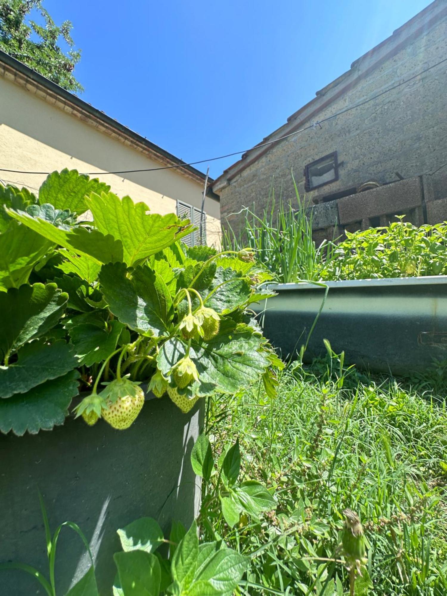 Agriturismo San Biagio Villa Montepulciano Stazione Eksteriør billede